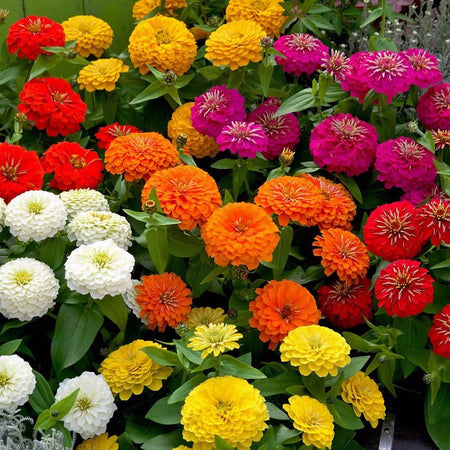 Dwarf Zinnia Seeds, High Germination Flower Seeds for Garden Borders & Window Sills