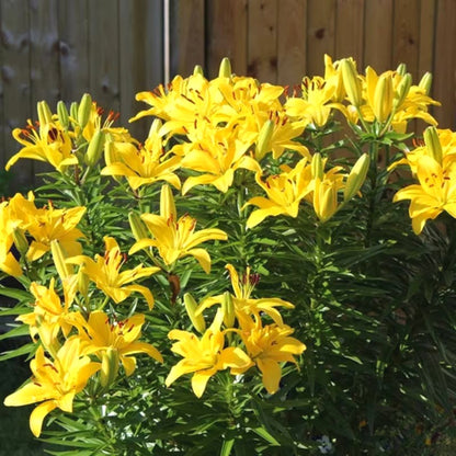 Easy-Grow Lily Seeds, Non-GMO Cold Hardy Flower Seeds for Beginners