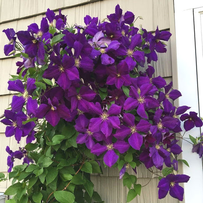 Cold-Hardy Clematis Seeds, Low Maintenance Outdoor Seeds
