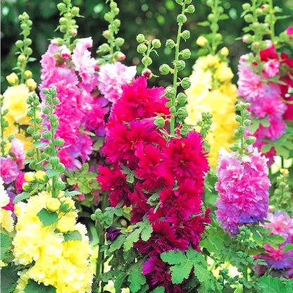 Mixed Color Hollyhock Seeds, Fast Growing Tall Garden Ornaments