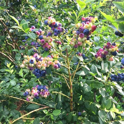 Fresh Blueberry Seeds, Non-GMO Nutrient-Rich Seeds for Outdoor Planting