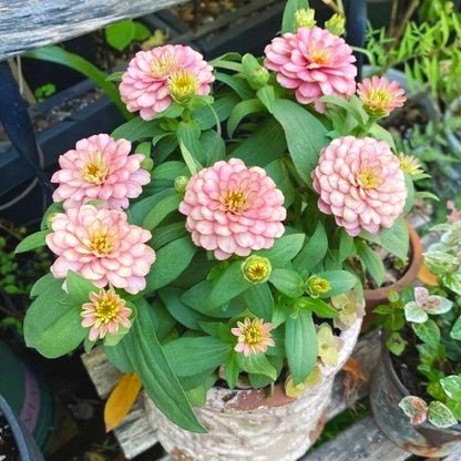 Mixed Color Zinnia Seeds, Non-GMO Fragrant Annual Seeds for Patio Pots