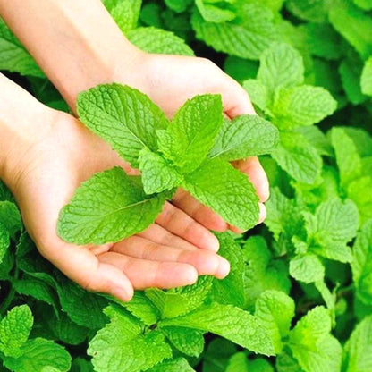 Easy-Grow Mint Seeds, Non-GMO Cold Hardy Herb Seeds for Beginners & Indoor Planting