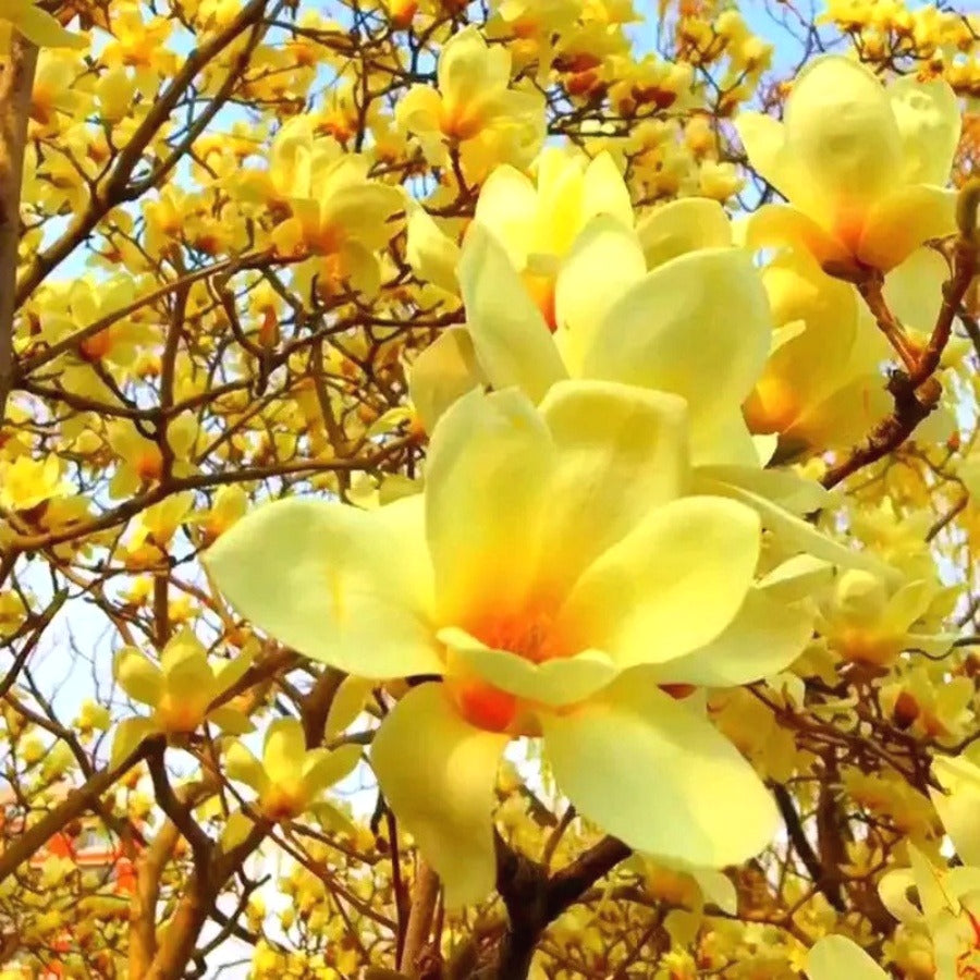 Magnolia Seeds, Non-GMO Fragrant Flower Tree Seeds for Garden & Lawn