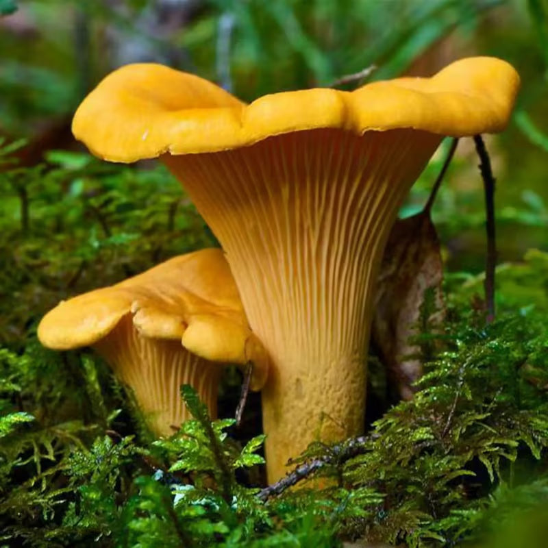 Shade-Loving Mushroom Seeds, Non-GMO Seeds for Home Garden