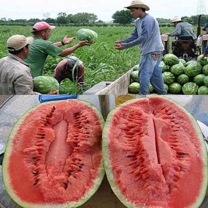 Edible Watermelon Seeds, Easy-Care for Beginners