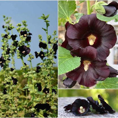 Hollyhock Seeds, Non-GMO Tall Flower Seeds for Garden Borders & Fences