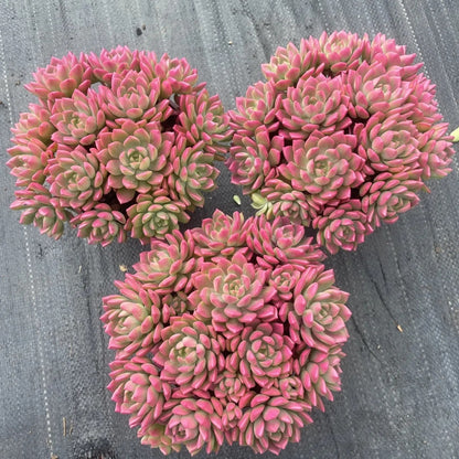 Fresh Succulent Seeds, Non-GMO Small Succulents for Indoor Planting