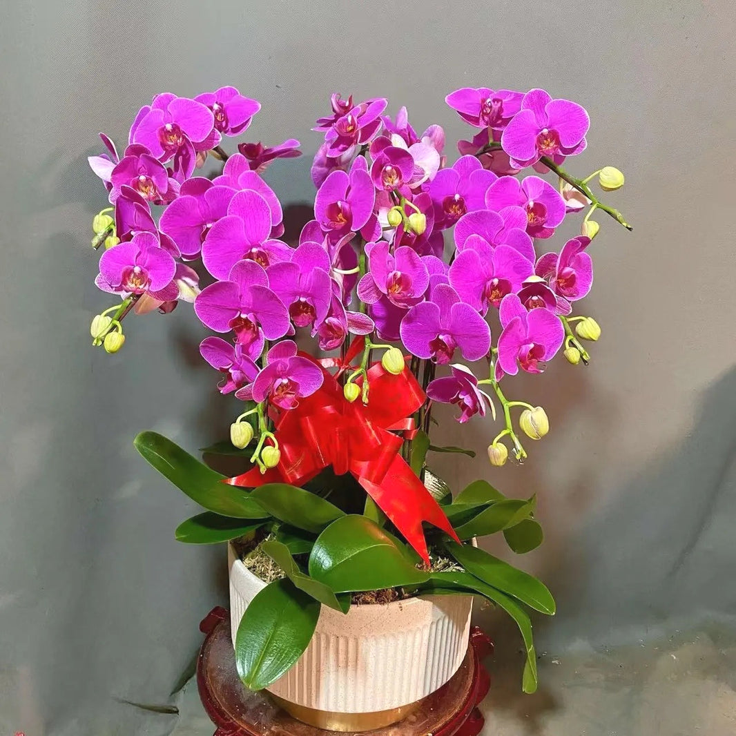 Elegant Butterfly Orchid Seeds, Non-GMO Seeds for Gifts & Indoor Display