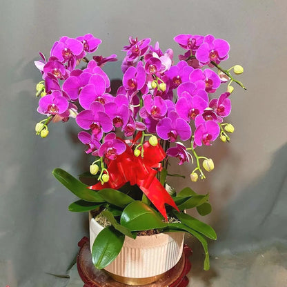 Elegant Butterfly Orchid Seeds, Non-GMO Seeds for Gifts & Indoor Display