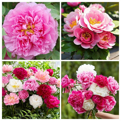 Fresh Peony Flower Seeds, Vibrant Mixed Colors for Patio & Yard