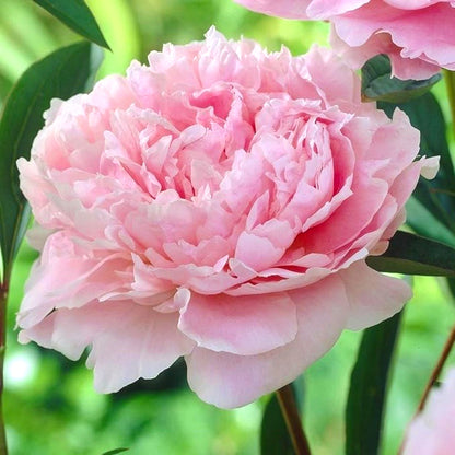Peony Seeds, Non-GMO Perennial Flower Seeds for Garden & Flower Beds
