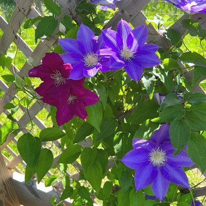 Cold-Hardy Clematis Seeds, Low Maintenance Outdoor Seeds