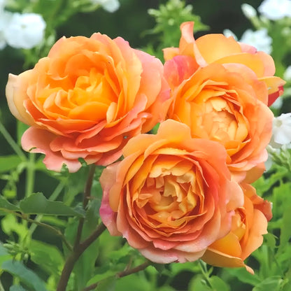 Peony Seeds, Non-GMO Perennial Flower Seeds for Garden & Flower Beds