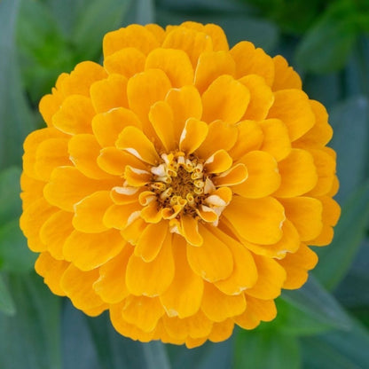 Zinnia Seeds, Non-GMO Fragrant Flower Seeds for Garden & Cut Arrangements