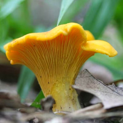 Fresh Mushroom Seeds, Non-GMO Edible Seeds for Indoor Pots & Bags