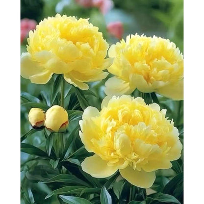 High Germination Peony Seeds, Cold Hardy Outdoor Ornamental Flowers