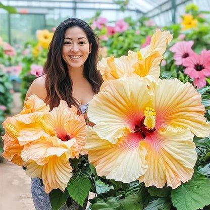 Hibiscus Seeds, Non-GMO Vibrant Flower Seeds for Garden & Balcony