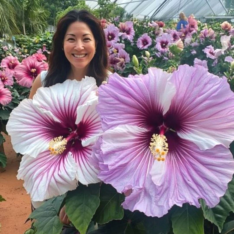 Hibiscus Seeds, Non-GMO Vibrant Flower Seeds for Garden & Balcony