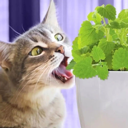 Easy-Grow Mint Seeds, Non-GMO Cold Hardy Herb Seeds for Beginners & Indoor Planting
