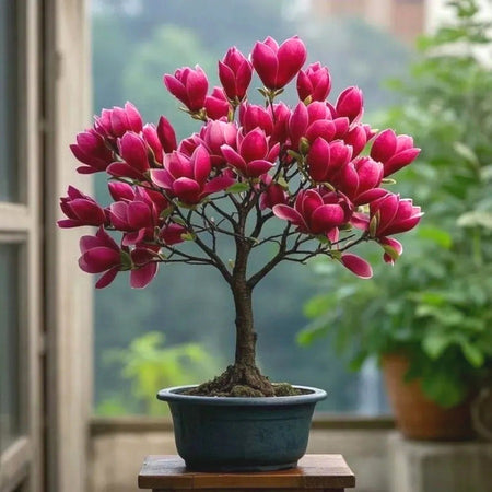 Easy-Grow Magnolia Seeds, Non-GMO Cold Hardy Flower Tree Seeds for Beginners