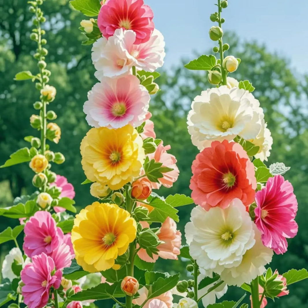 Easy to Grow Hollyhock Seeds, Mixed Color Large Blooms for Yard Decor