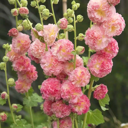 Outdoor Hollyhock Seeds, Biennial Flower Seeds for Home Landscaping