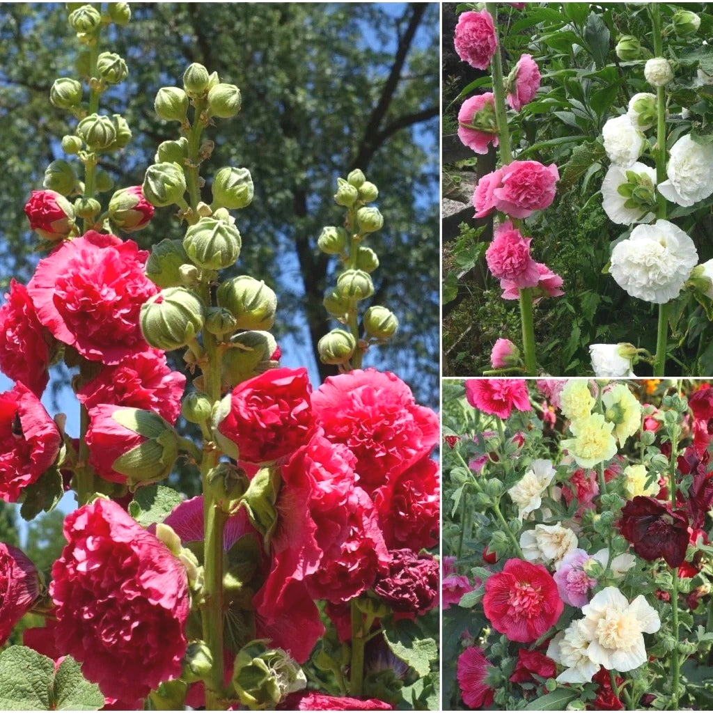 Cold & Heat Resistant Hollyhock Seeds, Low Maintenance Garden Seeds