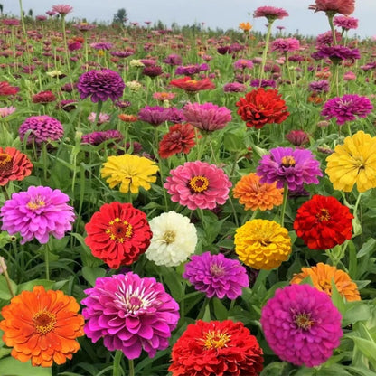 Exotic Zinnia Seeds, Non-GMO Fragrant Flower Seeds for Indoor & Outdoor Planting