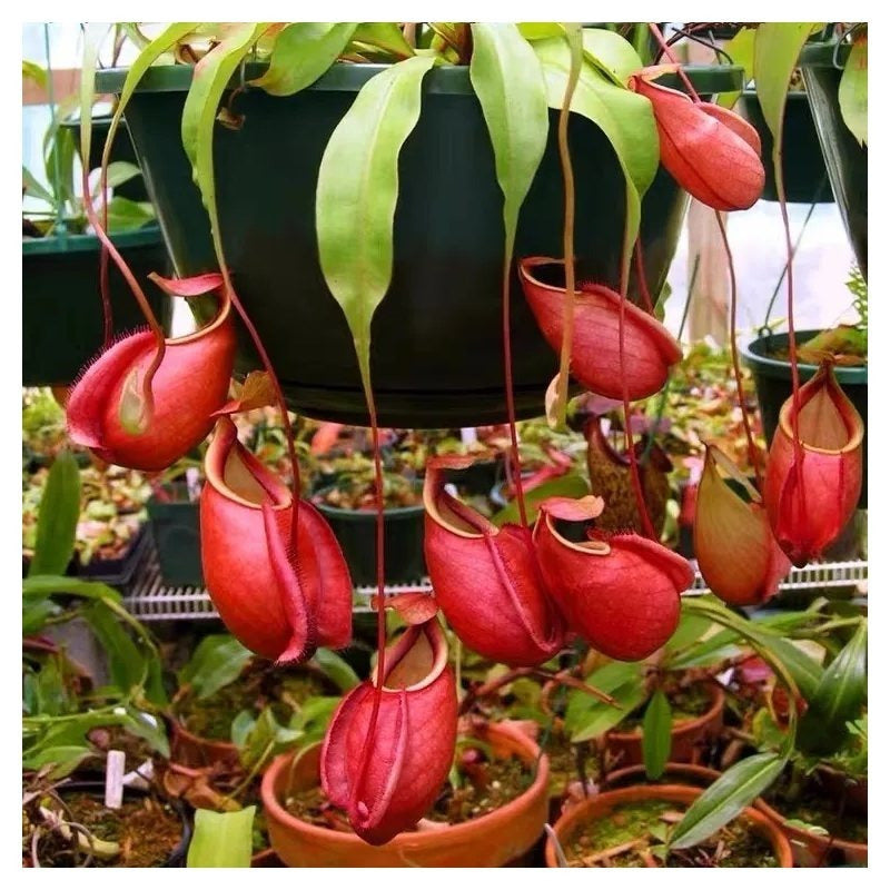 Exotic Venus Flytrap Seeds, Non-GMO Seeds for Quirky Garden & Indoor Displays