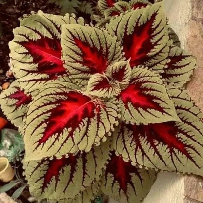 100pcs/bag Coleus Seeds Colorful Foliage Plant Seeds for Year-Round Interest