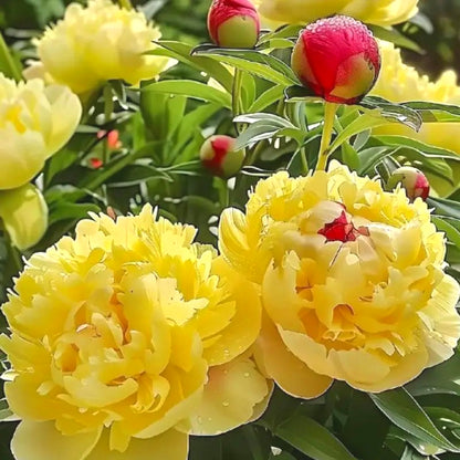 Easy Grow Peony Seeds, Large Gorgeous Blooms for Beginner Gardeners