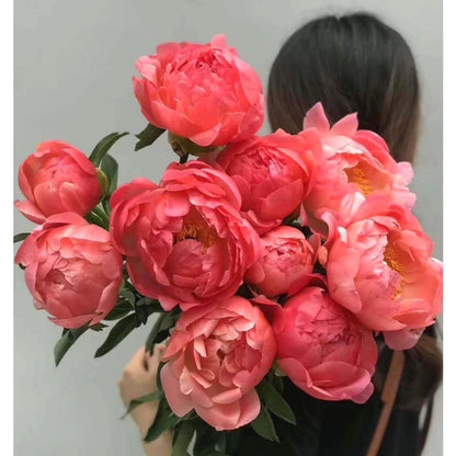 Rare Mixed Peony Seeds, Elegant Luxury Flower for Home Decoration