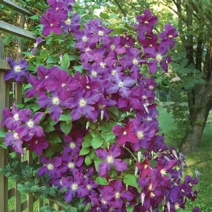 Premium Clematis Seeds, Fast-Growing Climbing Vines