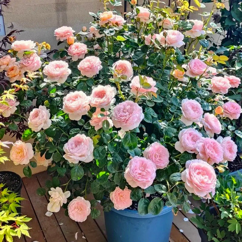 Premium Rose Seeds, Heirloom Non-GMO Flower Seeds for Home Garden Planting