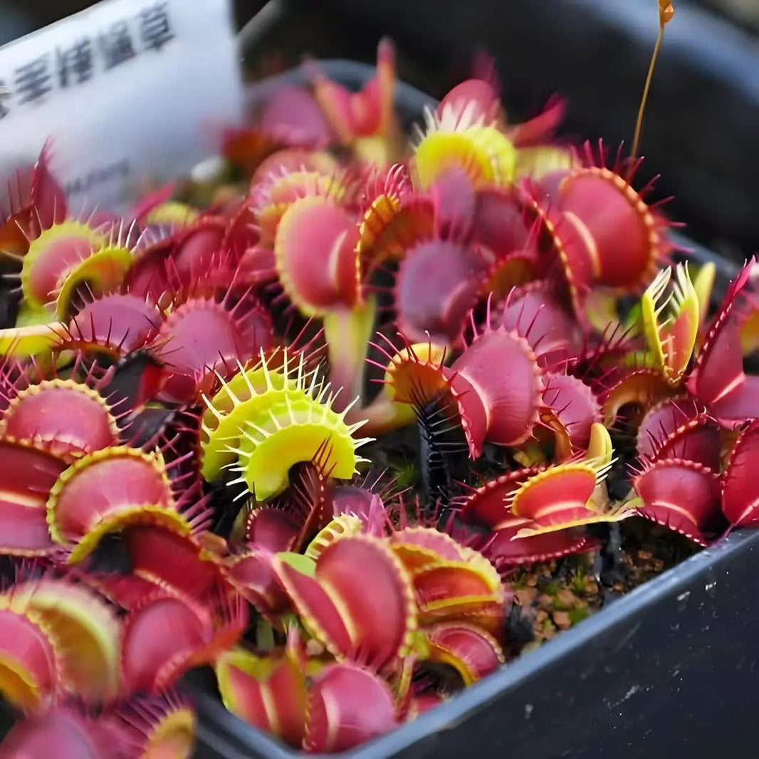 Cold Hardy Venus Flytrap Seeds, Non-GMO Exotic Seeds for Terrariums