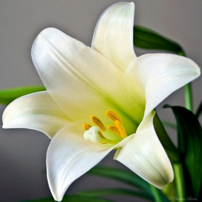 Lily Seeds, Non-GMO Fragrant Flower Seeds for Garden & Cut Arrangements