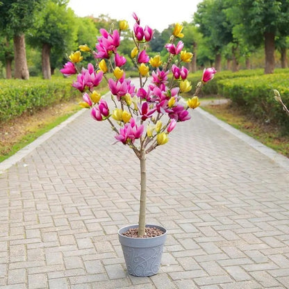 Easy-Grow Magnolia Seeds, Non-GMO Cold Hardy Flower Tree Seeds for Beginners