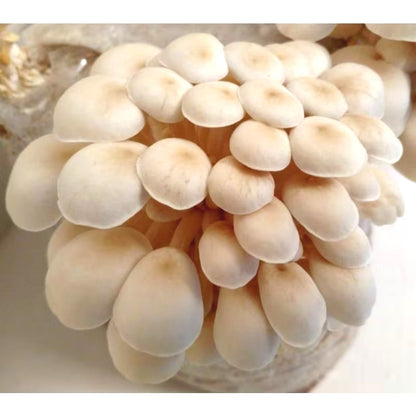 Fresh Mushroom Seeds, Non-GMO Edible Seeds for Indoor Pots & Bags