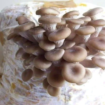 Mushroom Seeds, Non-GMO High Yield Seeds for Home Planting