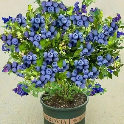 Blueberry Seeds, Non-GMO High Yield Seeds for Home Garden & Pots