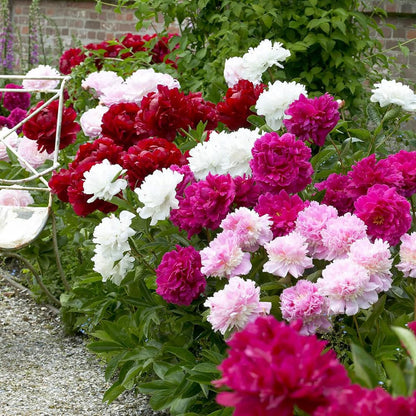 Premium Peony Seeds, Non-GMO Heirloom Seeds for Backyard Planting