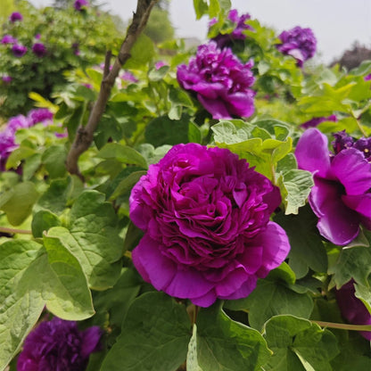 Peony Seeds, Non-GMO Perennial Flower Seeds for Garden & Flower Beds