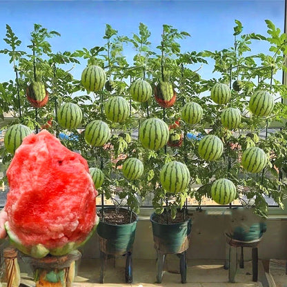 Premium Watermelon Seeds, Fast-Growing Trailing Vines