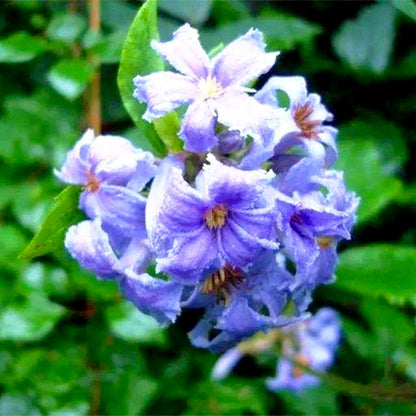 Ornamental Clematis Seeds, Hardy for Garden Landscaping
