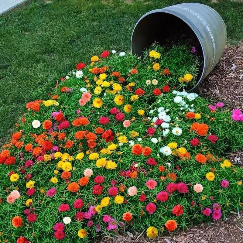 Non-GMO Sunflower Seeds, Bright Blooms for Melon Fields & Garden Borders