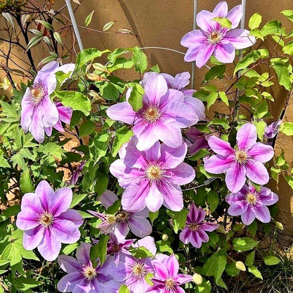 Multi-Color Clematis Seeds, Easy-Care for Beginners