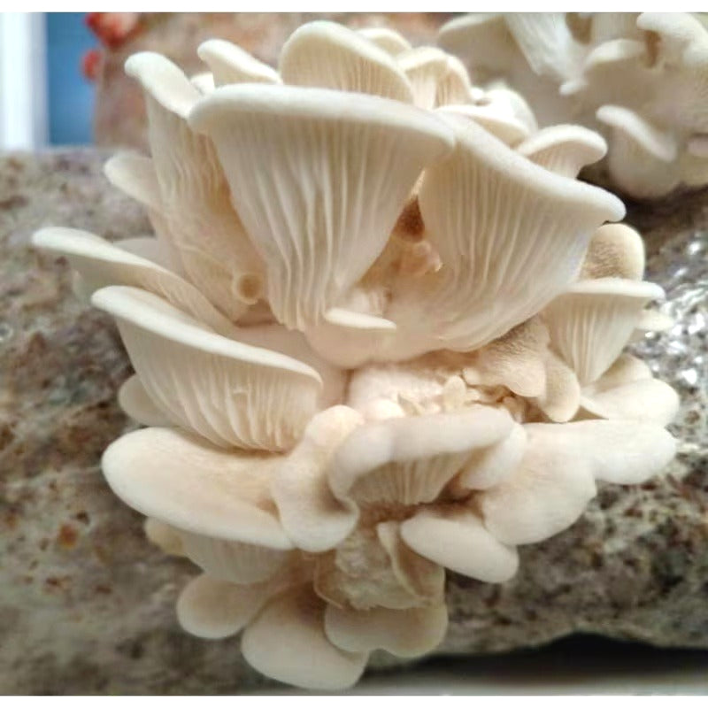 Mushroom Seeds, Non-GMO High Yield Seeds for Home Planting