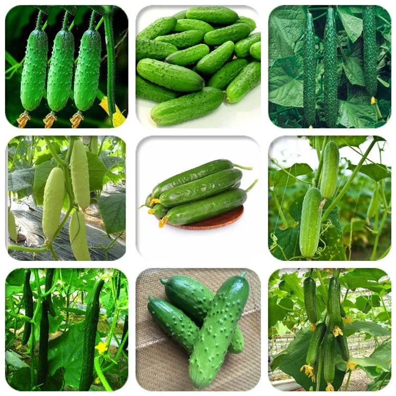 Easy-Grow Cucumber Seeds, Crisp Tender Fruits for Beginners & Home Gardeners