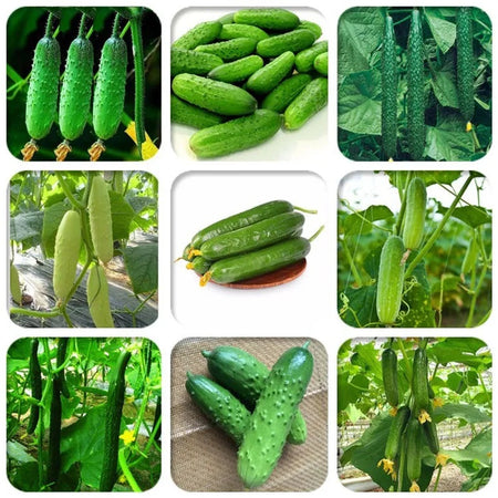 Easy-Grow Cucumber Seeds, Crisp Tender Fruits for Beginners & Home Gardeners